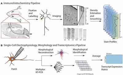 A Derived Positional Mapping of Inhibitory Subtypes in the Somatosensory Cortex